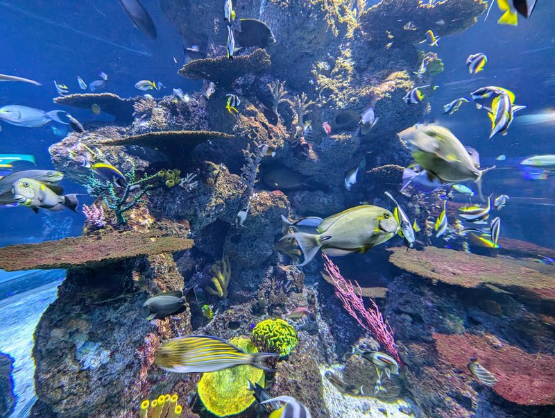Fish at the SEA Aquarium