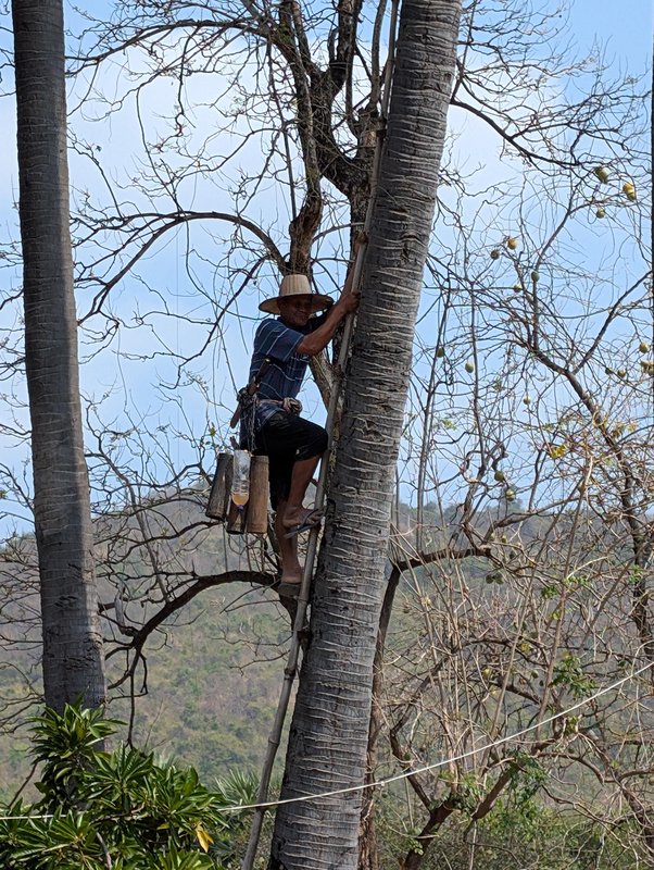 Spider Re up a tree. He was very friendly and very fit.