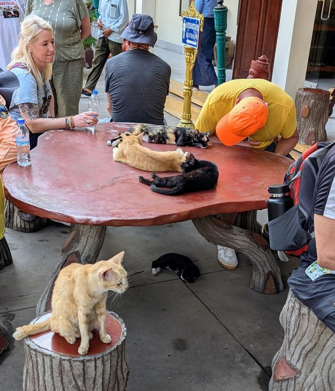 Cats hanging out with tourists