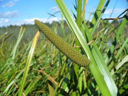 a picture of a naughty looking calamus spadix